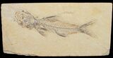 Uncommon Amphiplaga Fossil Fish - Green River Formation #10916-1